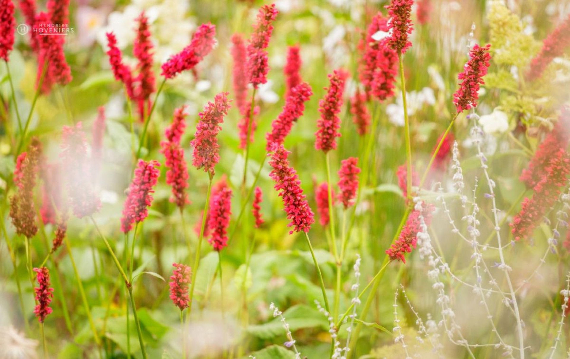 gezonde_tuin_zomer_0