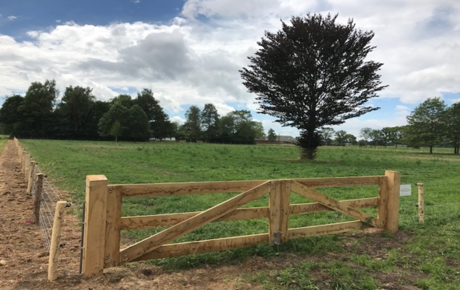hendriks-landscape-sheep-fences-1