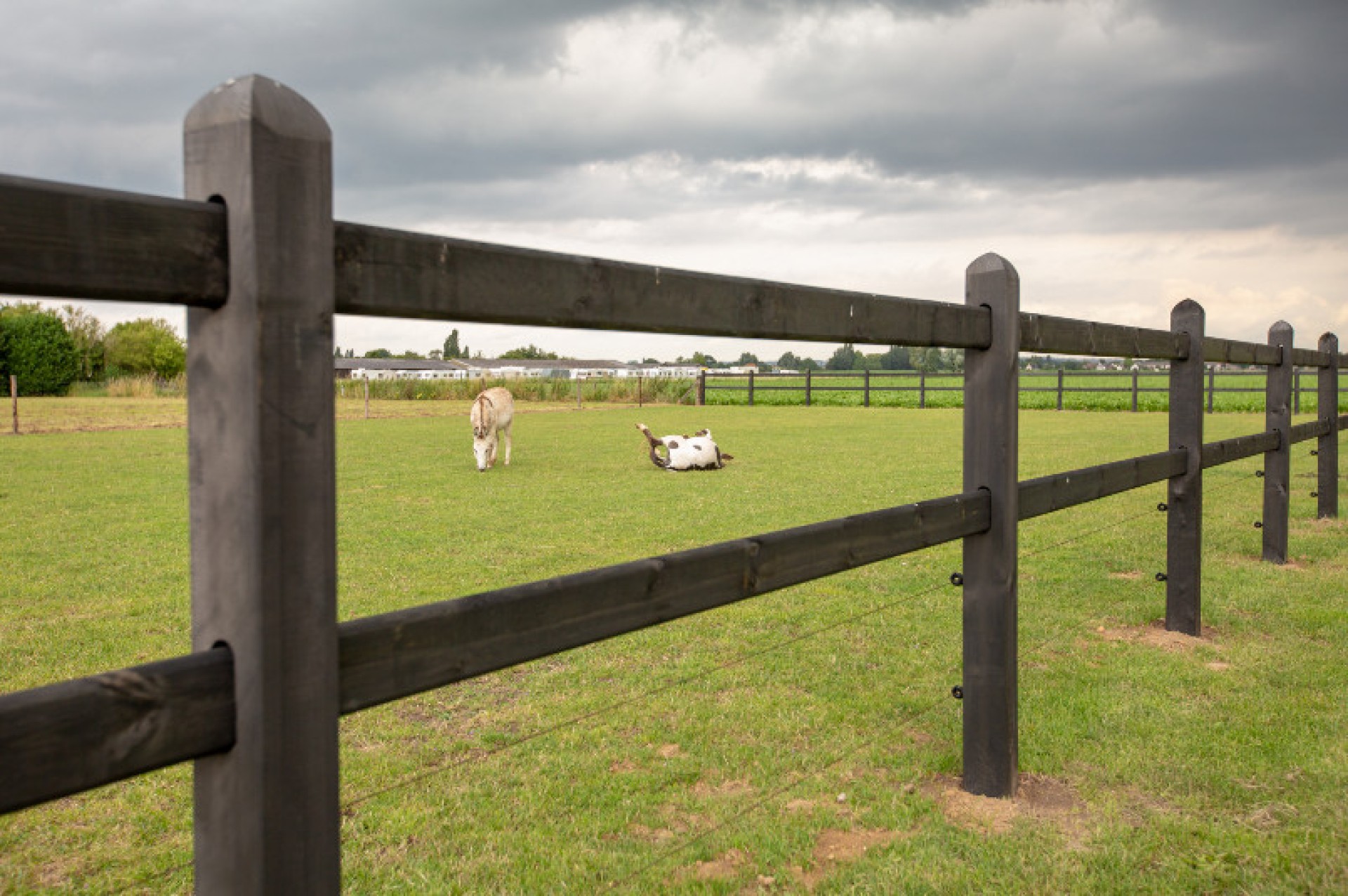 Hendriks Omheining Ezel weide (1)