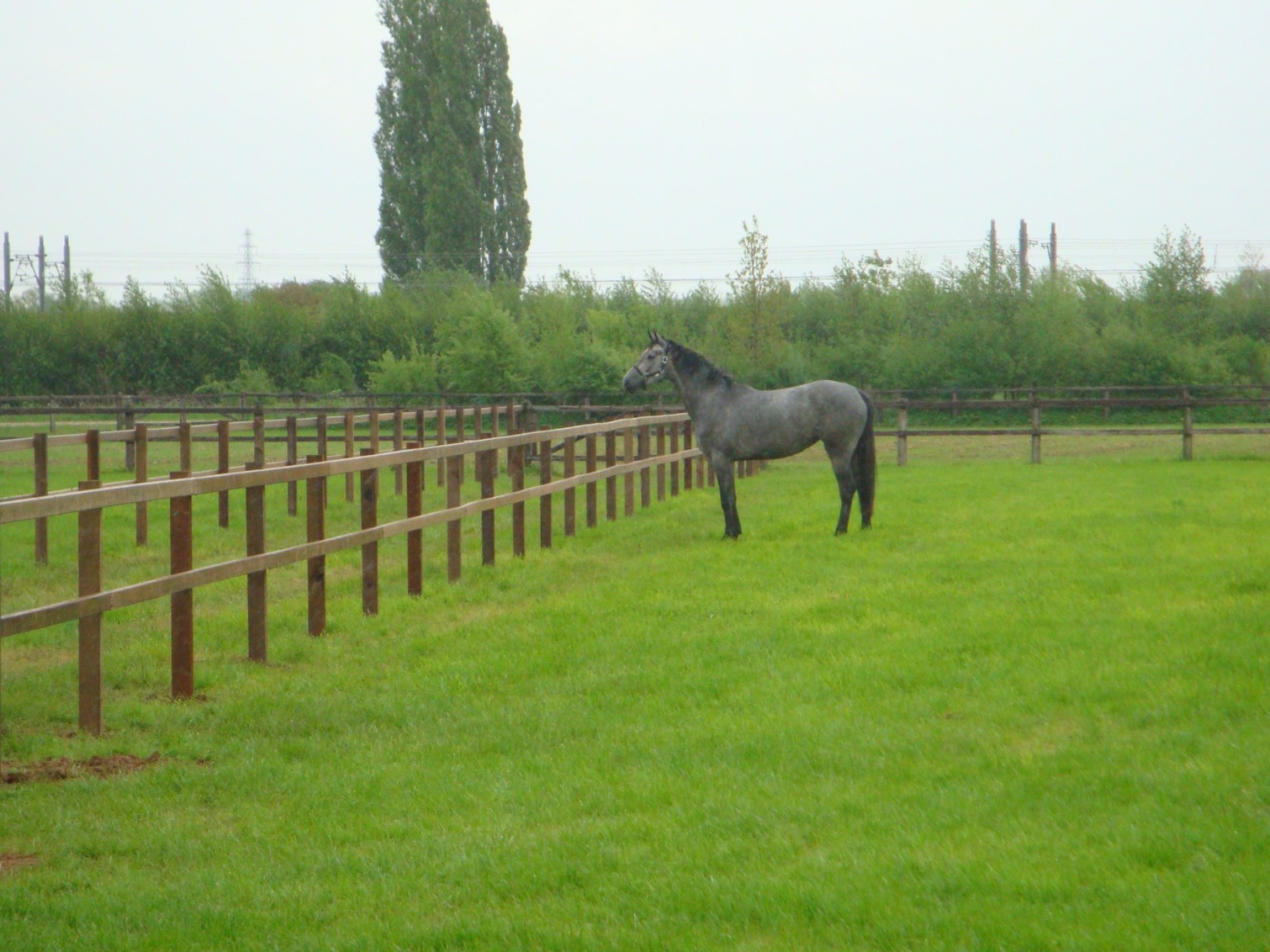 hendriks-omheining-weiland-hardhout-heijting-13