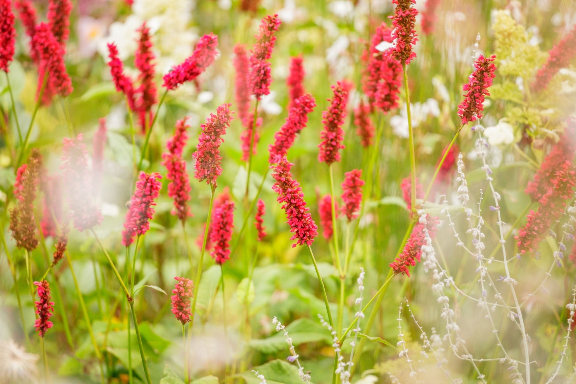 japanse_tuin