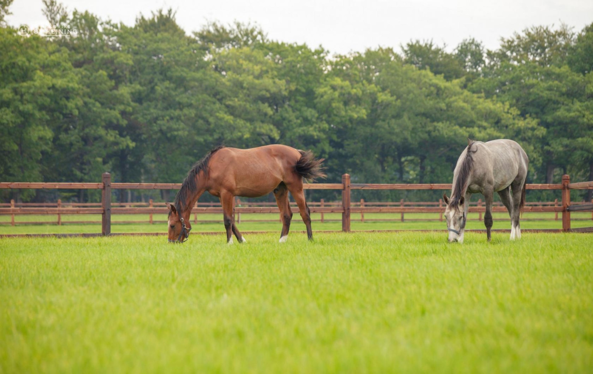 Paarden-omheining-met-paard-in-weiland2