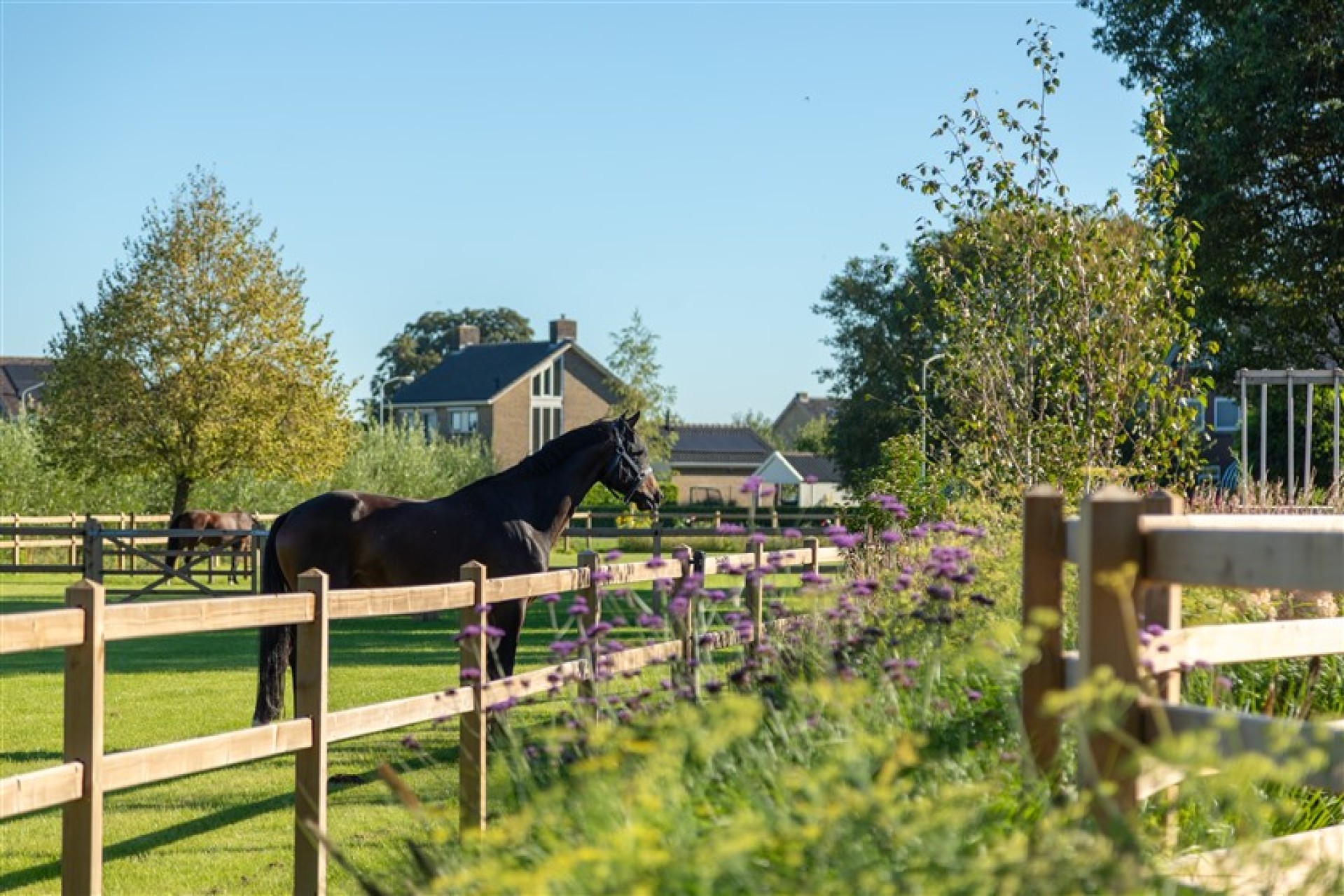 paardenomheining gemeente montferland (11)