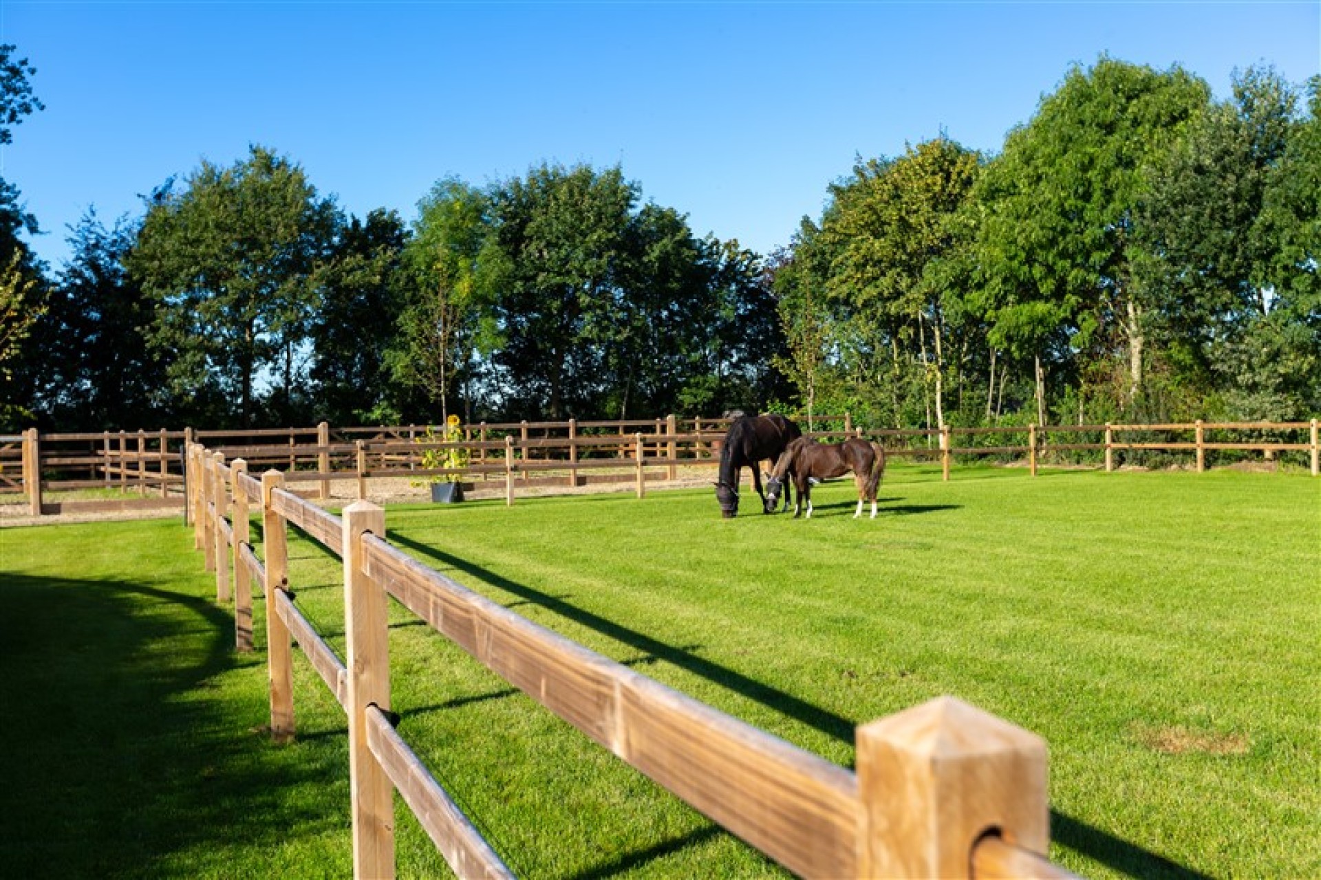 paardenomheining gemeente montferland (12)
