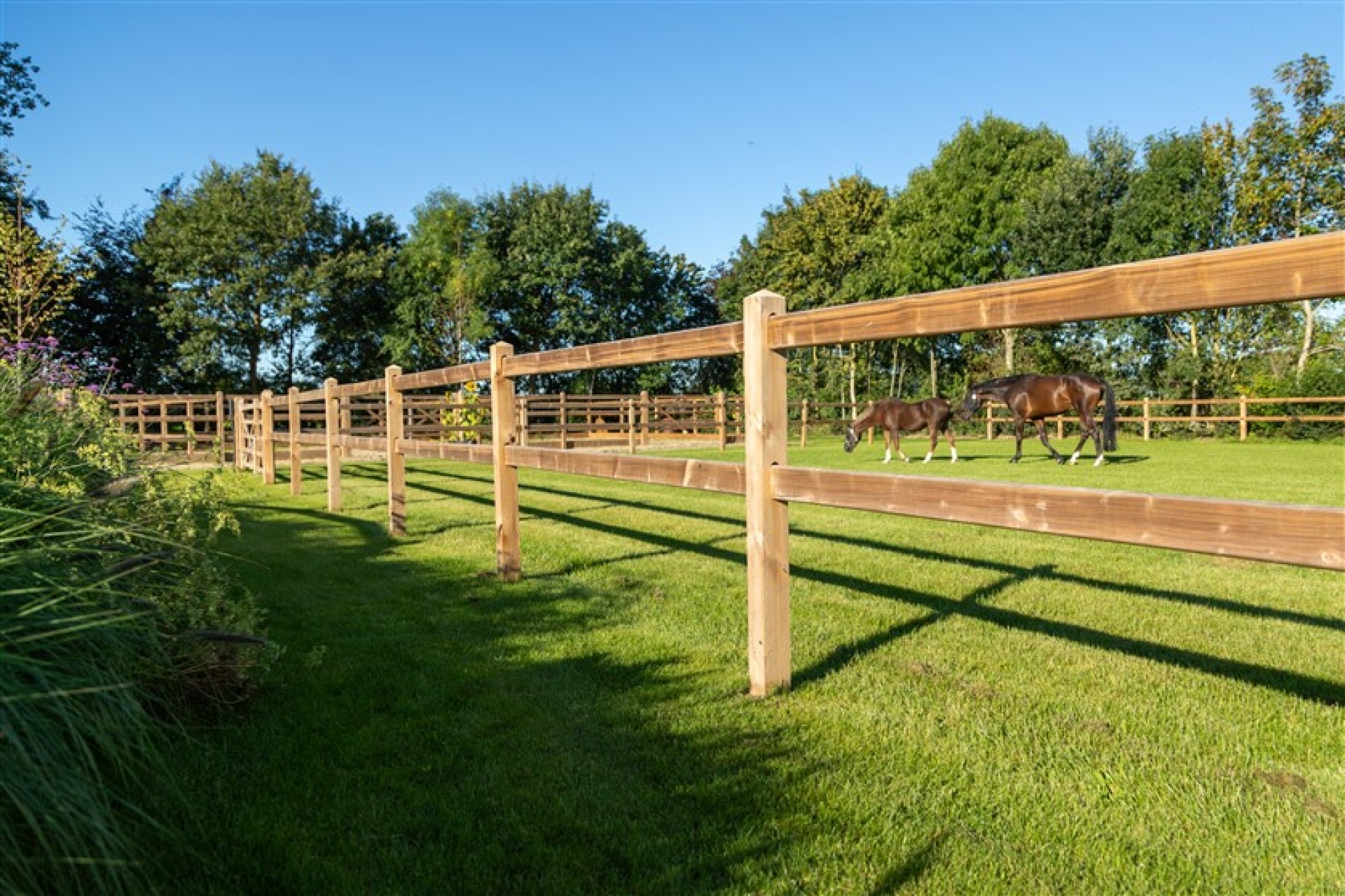 paardenomheining gemeente montferland (13)