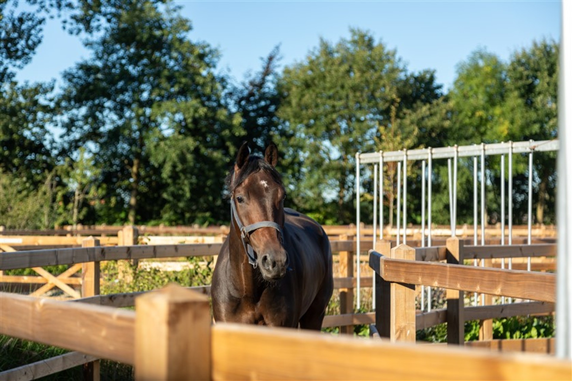 paardenomheining gemeente montferland (21)