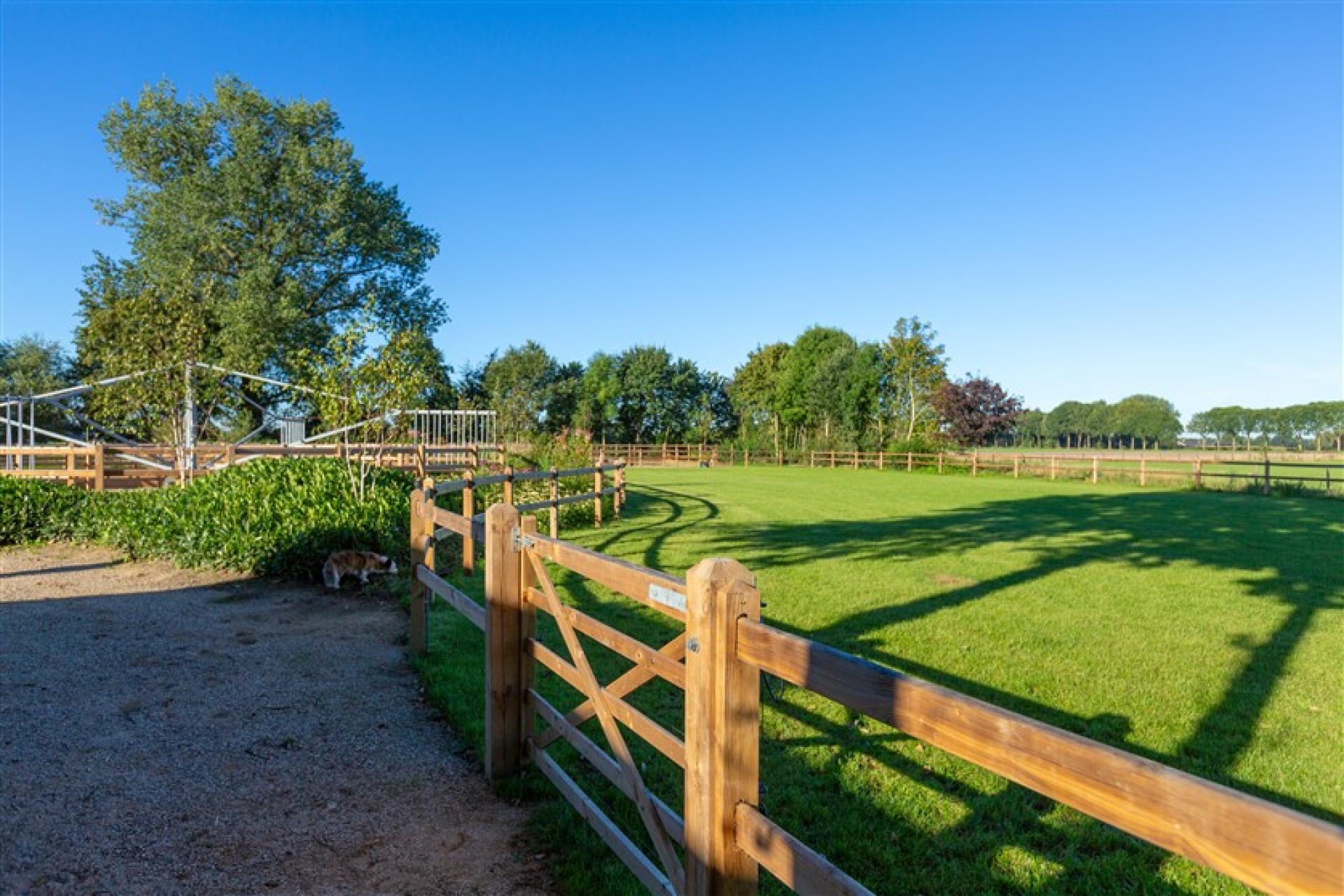 paardenomheining gemeente montferland (25)