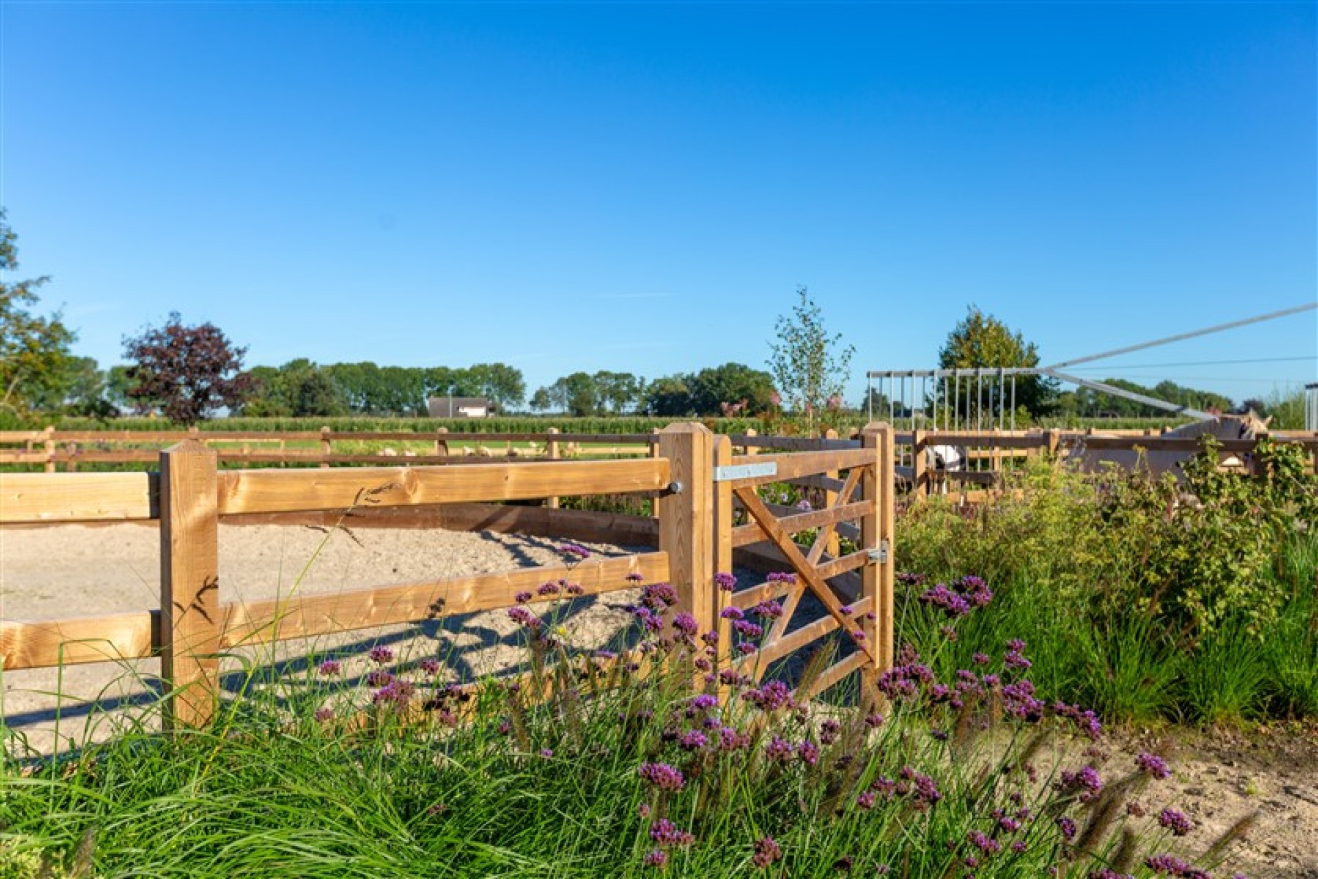 paardenomheining gemeente montferland (26)