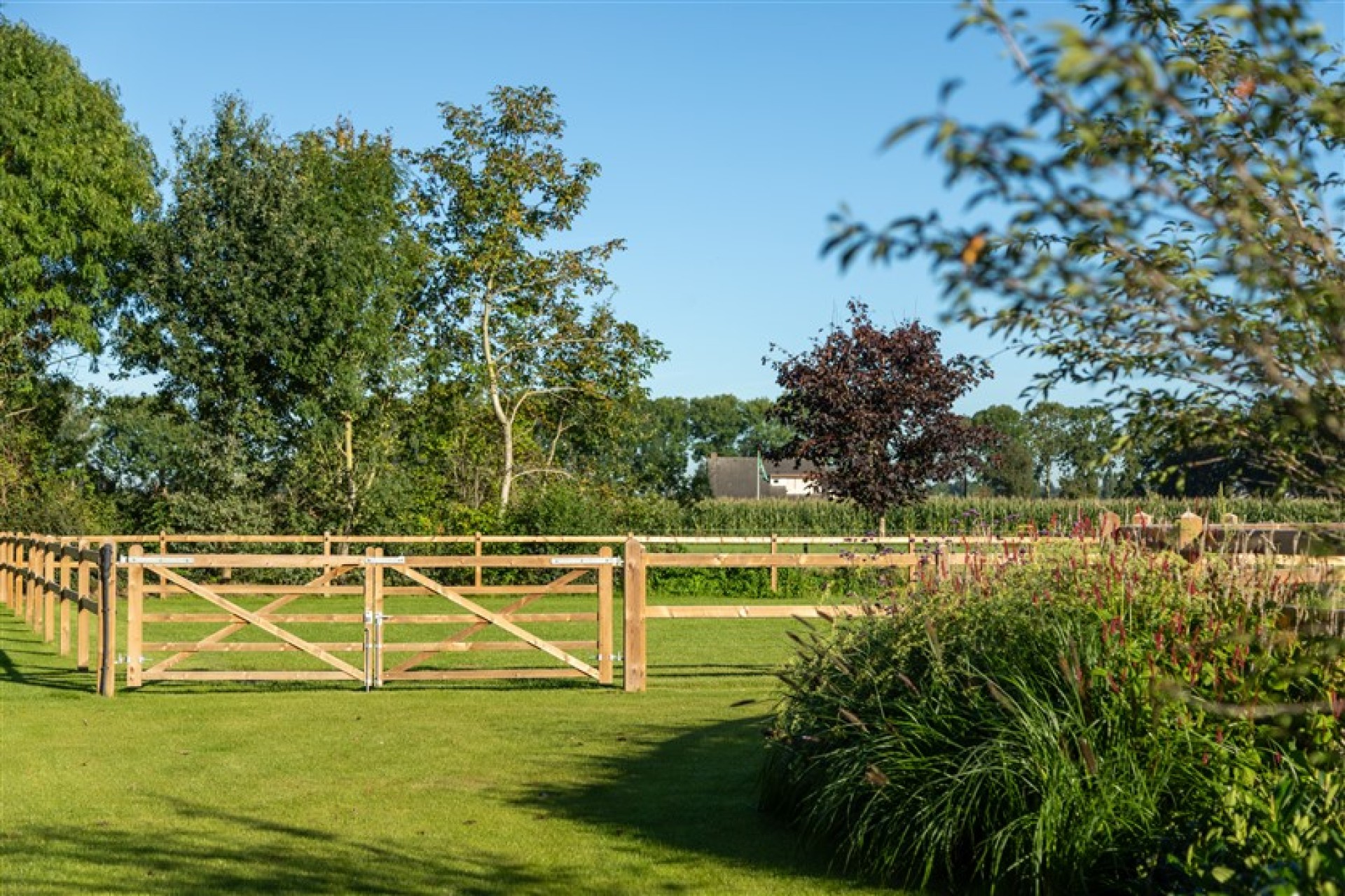 paardenomheining gemeente montferland (3)