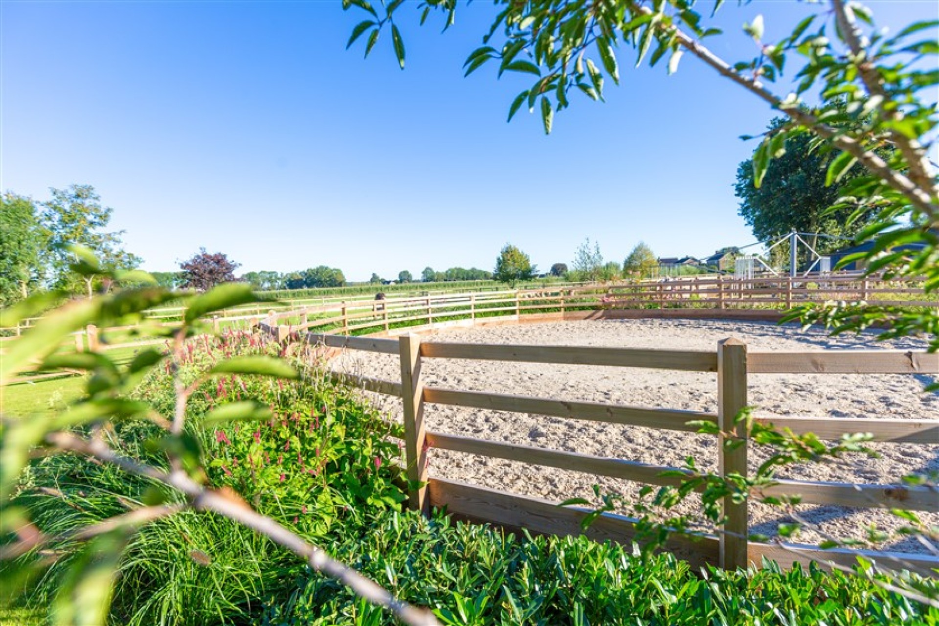 paardenomheining gemeente montferland (5)