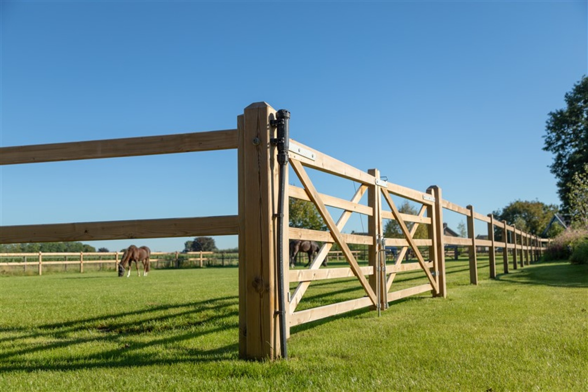 paardenomheining gemeente montferland (7)
