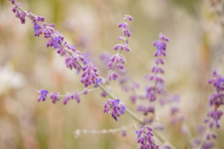 prairietuin