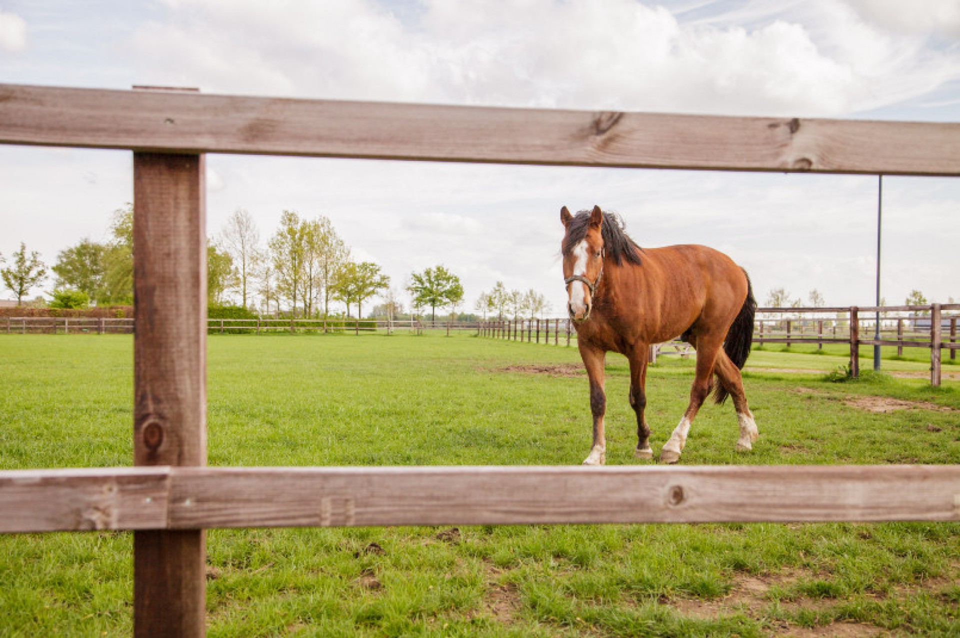 Stal Heilweg Loo (19)gewone afbeelding site 