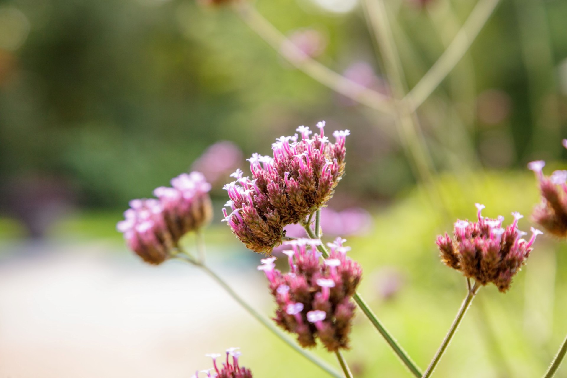tuin_inspiratie