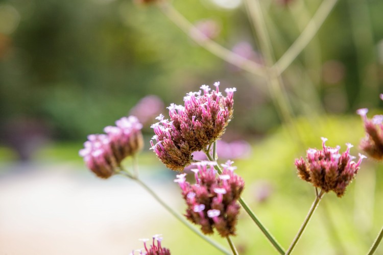 tuin_inspiratie